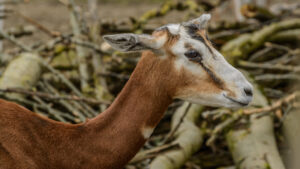 122-2015-02-08 Dierentuin Blijdorp