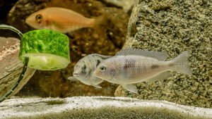 122-2015-03-09 Aquarium