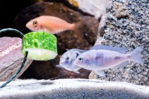 123-2015-03-09 Aquarium