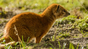 124-2015-02-08 Dierentuin Blijdorp