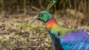 125-2015-02-08 Dierentuin Blijdorp