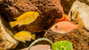 125-2015-03-09 Aquarium
