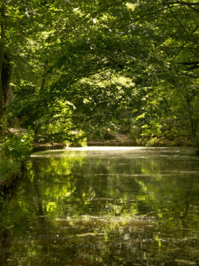 126-2014-06-22 Meer en bos