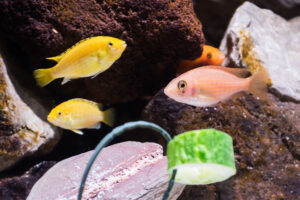 126-2015-03-09 Aquarium