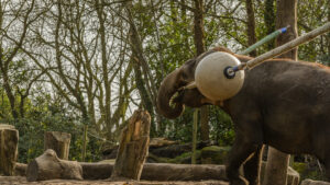 127-2015-02-08 Dierentuin Blijdorp