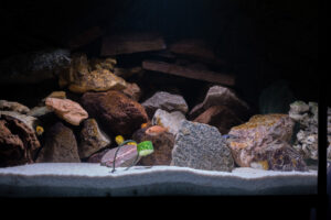 127-2015-03-09 Aquarium