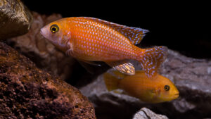 128-2015-03-09 Aquarium