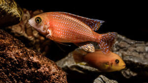 129-2015-03-09 Aquarium