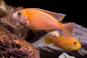 130-2015-03-09 Aquarium