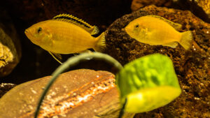 131-2015-03-09 Aquarium