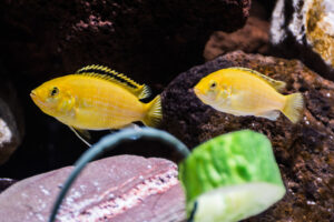 132-2015-03-09 Aquarium