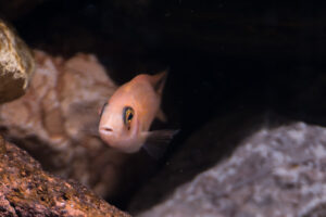 133-2015-03-09 Aquarium