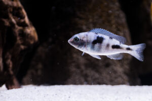 134-2015-03-09 Aquarium