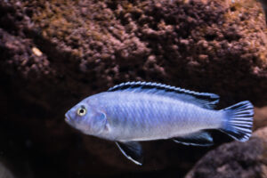 135-2015-03-09 Aquarium