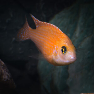 136-2015-03-09 Aquarium
