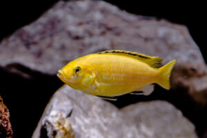 137-2015-03-09 Aquarium