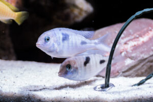 139-2015-03-09 Aquarium