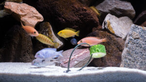 140-2015-03-09 Aquarium