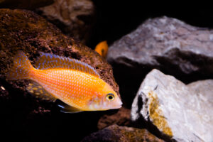 141-2015-03-09 Aquarium
