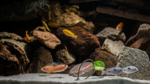 142-2015-03-09 Aquarium