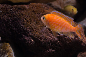 143-2015-03-09 Aquarium