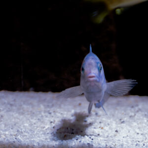 144-2015-03-09 Aquarium