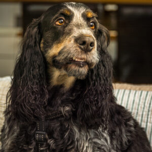 144-2015-04-26 Paddy