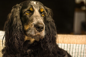145-2015-04-26 Paddy