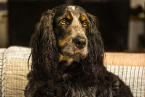 146-2015-04-26 Paddy