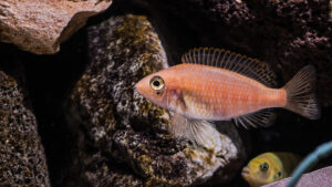 147-2015-03-09 Aquarium