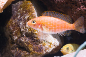 148-2015-03-09 Aquarium