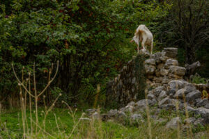 148-2015-10-03 Corfu wandeling