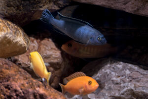 149-2015-03-09 Aquarium