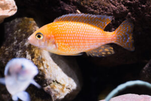150-2015-03-09 Aquarium