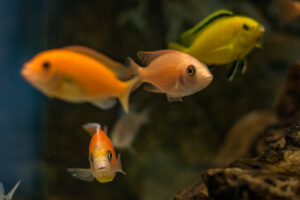 150-2015-05-23 Aquarium