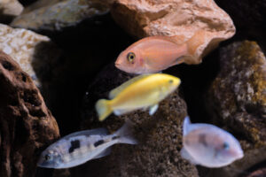 151-2015-03-09 Aquarium
