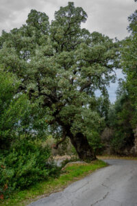151-2015-10-03 Corfu wandeling