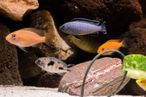 152-2015-03-09 Aquarium