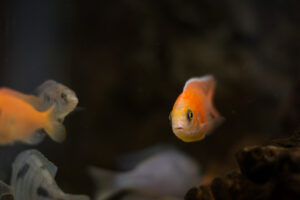 153-2015-05-23 Aquarium
