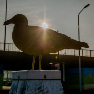 154-2015-01-23 Madurodam