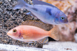 154-2015-03-09 Aquarium