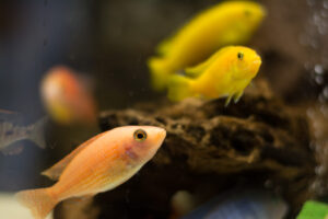 154-2015-05-23 Aquarium