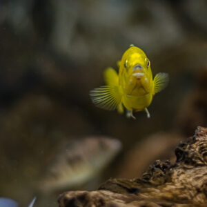 155-2015-05-23 Aquarium