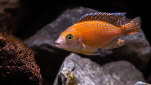 156-2015-03-09 Aquarium