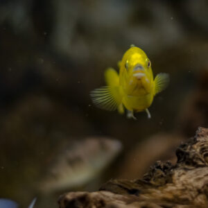 156-2015-05-23 Aquarium