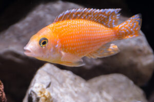 157-2015-03-09 Aquarium