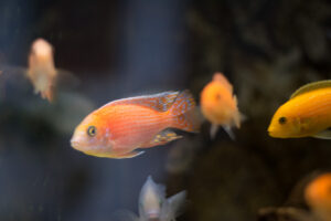 157-2015-05-23 Aquarium
