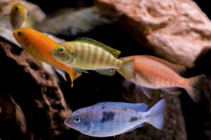 158-2015-03-09 Aquarium