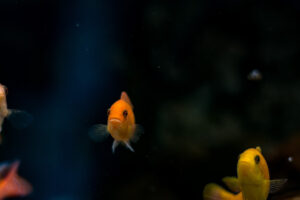158-2015-05-23 Aquarium