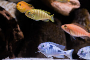 159-2015-03-09 Aquarium
